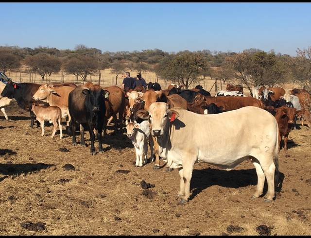 1,000HA FARM FOR SALE IN LADYSMITH RURAL